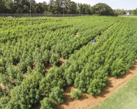 Ударно! Откриха нива с марихуана в Пазарджишко