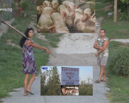 Коледата невъзможна за Надя и Цветан! Африканската чума остави семейства без поминък