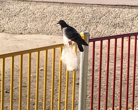 Изхвърлен найлон се заплете в крилото на гълъб, птицата не може да излети