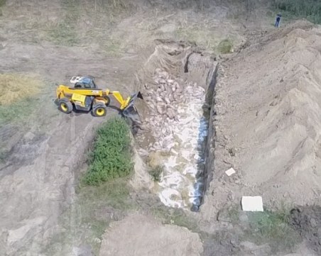 Първи кадри от заравянето на евтаназираните свине
