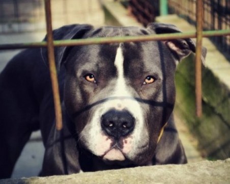 Питбул нахапа 14-годишно момиче по главата