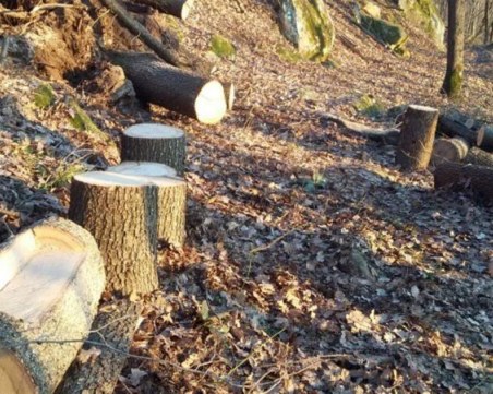 Пребиха горски, докато се опитват да напишат акт за незаконна сеч
