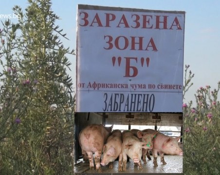 Спират Лудогорския маратон заради Африканската чума по свинете