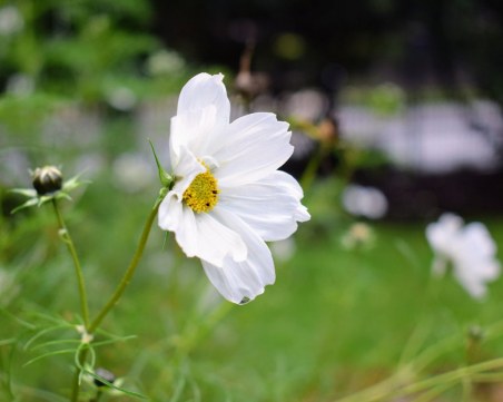 8 растения, които са по-добри от ароматизатор за дома