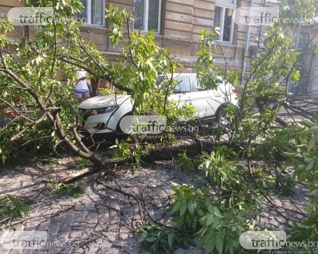 Голям клон се стовари върху кола пълна с хора в центъра на Пловдив
