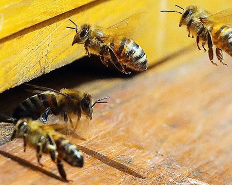 Какво убива пчелите и можем ли да живеем без тях?