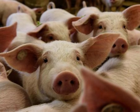 Свинското месо ще поскъпва, потреблението му обаче намалява
