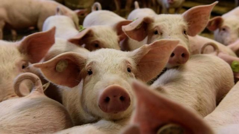 Свинското месо ще поскъпва, потреблението му обаче намалява