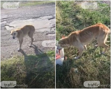 Разтърсващо: Изхвърлено на пътя куче умира от глад, но чака стопанинът му да се върне