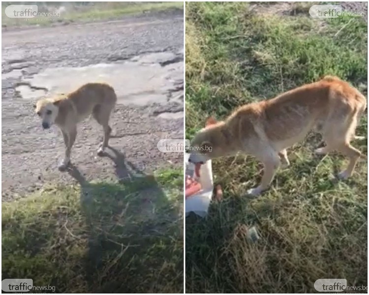 Разтърсващо: Изхвърлено на пътя куче умира от глад, но чака стопанинът му да се върне