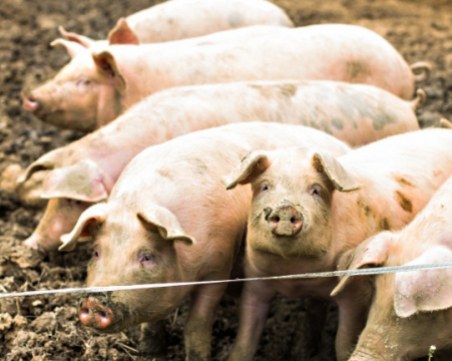 От БАБХ категорични: Без повторни проби за чумата, евтаназия още след първата!