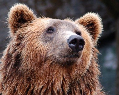 Мечка нахлу в рибен завод в Русия, искала да се почерпи