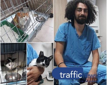 Пловдивски ветеринари лекуват и кастрират безплатно улични котки