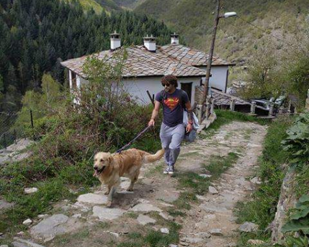 Вижлали ли сте златистия Бернард? Изгубен е в района на Карлово