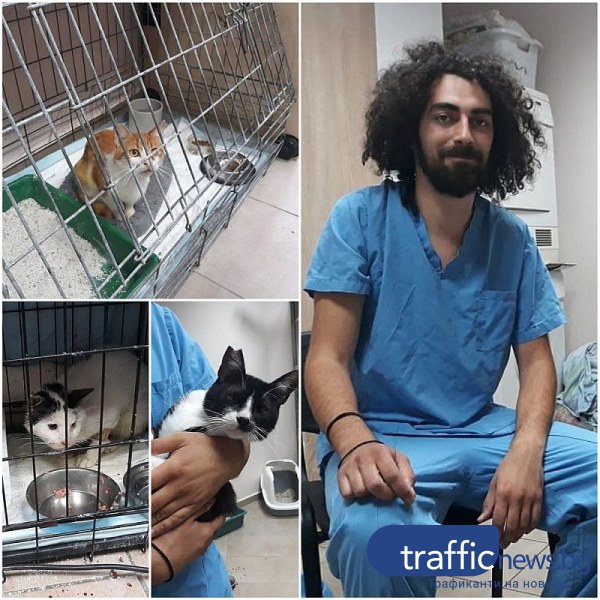 Пловдивски ветеринари лекуват и кастрират безплатно улични котки