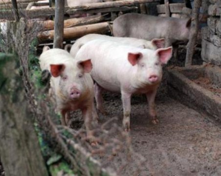 Съседи се топят за незаконни кочини заради страх от чумата