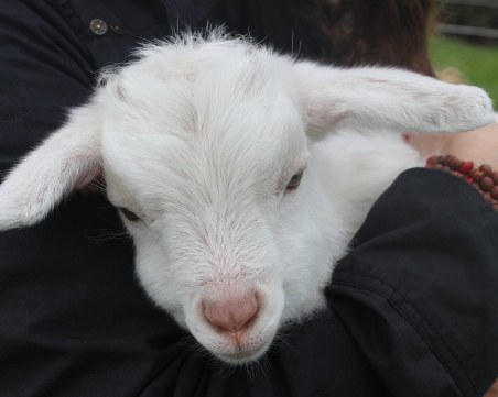 Куриоз: Инспектори на БАБХ объркаха агне с прасе, конфискуваха го