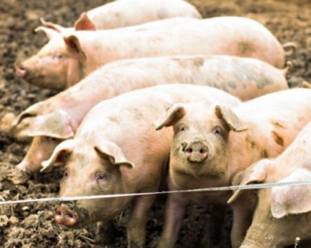 Чумата удари и Силистра, нови огнища в Русе и Велико Търново