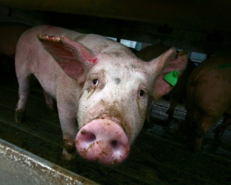 Полиция вече пази кланиците за свине