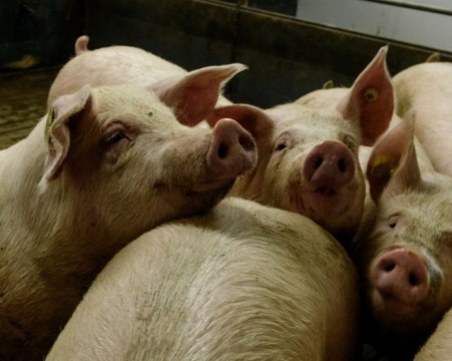 Излизат окончателните резултати от пробите за чума по прасетата в Пловдив и Свищов