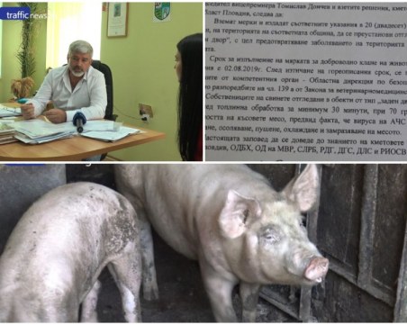 Масово колят прасета край Пловдив! Стопанин: Отнеха ни прехраната за зимата