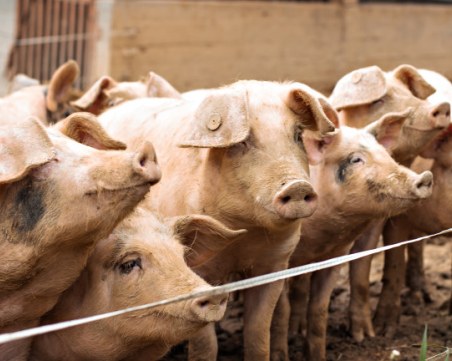 Потвърдено! Пробите за африканска чума в Пловдивско – положителни