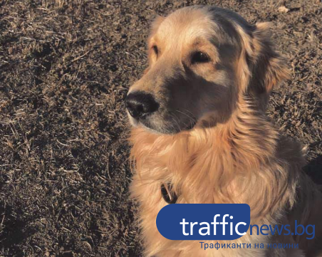 Трети ден без златистия Бернард, алпинисти се включиха в акцията по издирването чу