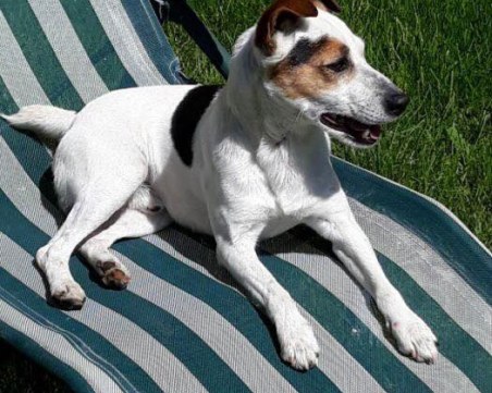 Джак Ръсел се изгуби в района на Марково, стопаните обявиха награда