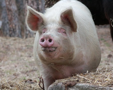 Гърция със забрана на свинското месо от България