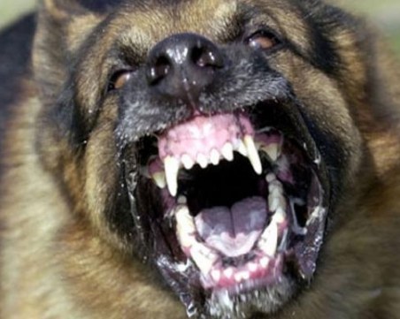 Анкета на TrafficNews:56% искат повече контрол, а не по-солени глоби за кучкарите