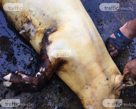 Коледа край Пловдив подрани с четири месеца заради чумата