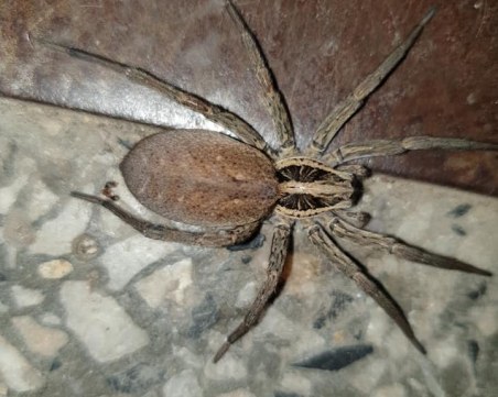 Огромен паяк ужаси пловдивчани, чудят се какъв вид е