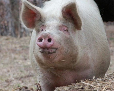 Свинската чума дошла с корабите от Африка