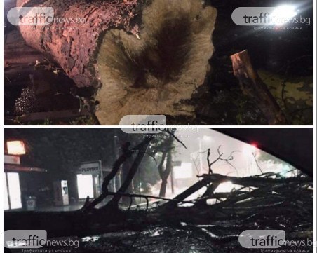 Дърво с височина колкото 6-етажна сграда се стовари в Пловдив