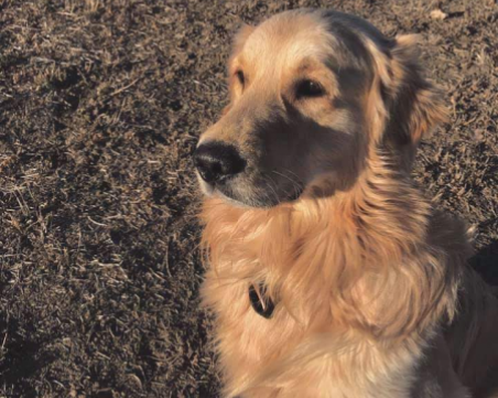 Организират масово търсене на златистия Бернард