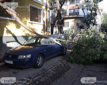 След бурята: Паднали дървета в центъра на Пловдив смазаха десетки коли