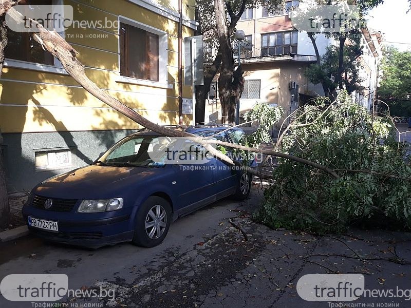 След бурята: Паднали дървета в центъра на Пловдив смазаха десетки коли