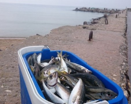 Натовските кораби изгониха сафрида по Черноморието, килото му гони 18 лева