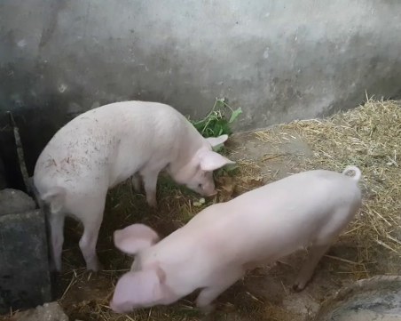 Стопаните, заклали превантивно прасетата си, ще вземат обезщетение