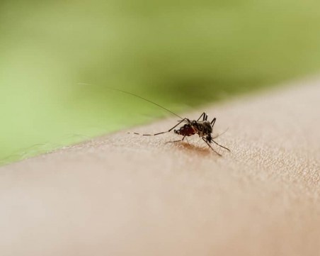 Опасно: Комари разнасят вирусен менингит у нас