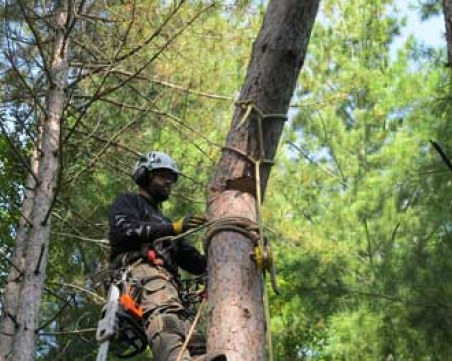 Отсечено дърво уби мъж край Гоце Делчев