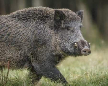 Потвърдиха първи случай на африканска чума в Югозападна България