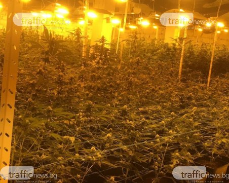 Разбиха модерна оранжерия за канабис в родното село на Силви Вартан