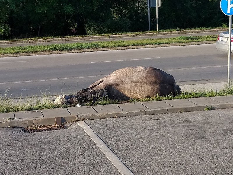 Мъртъв кон на тротоара шокира плевенчани, изнасят го с багер?!