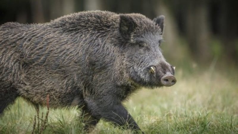 Потвърдиха първи случай на африканска чума в Югозападна България