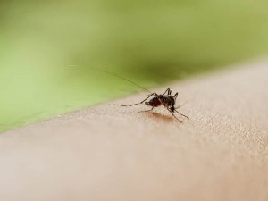 Опасно: Комари разнасят вирусен менингит у нас