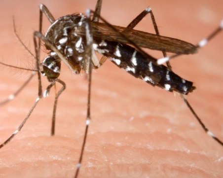 Паника за западнонилска треска в Русе, изследват дете