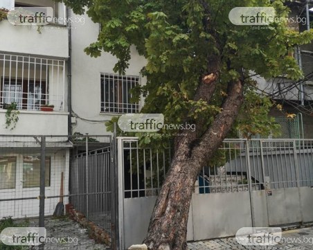 Дърво падна в Пловдив, едва не уби човек
