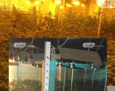 Бандата от Искрец готвела втора оранжерия за канабис