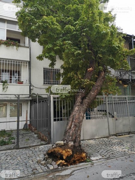 Дърво падна в Пловдив, едва не уби човек